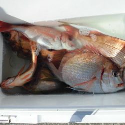 大進丸(新潟) 釣果