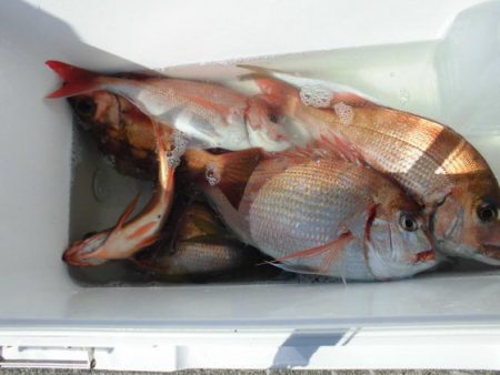 大進丸(新潟) 釣果