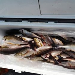 第二大福丸 釣果