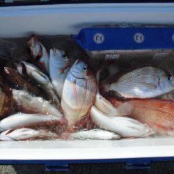 大進丸(新潟) 釣果