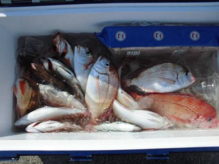 大進丸(新潟) 釣果