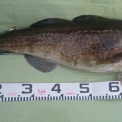 気仙沼 つり丸 釣果