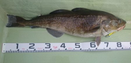 気仙沼 つり丸 釣果