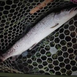 高萩ふれあいの里フィッシングエリア 釣果