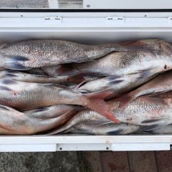 幸風（さちかぜ） 釣果