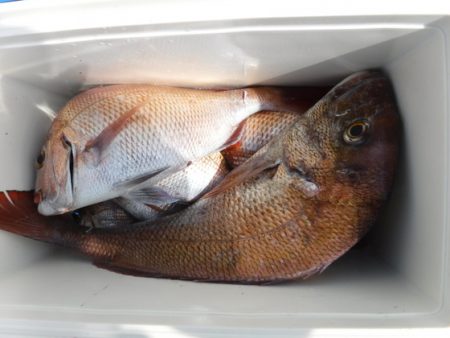 遊漁船 幸友丸 釣果