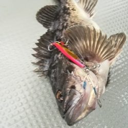 IDATEN（イダテン） 釣果