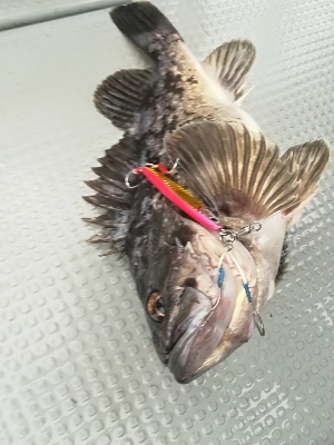 IDATEN（イダテン） 釣果