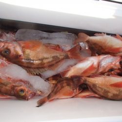 第二むつ漁丸 釣果