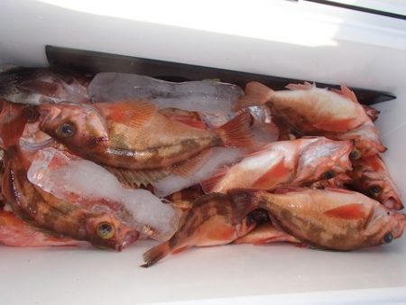 第二むつ漁丸 釣果