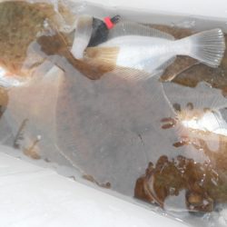 こうゆう丸 釣果