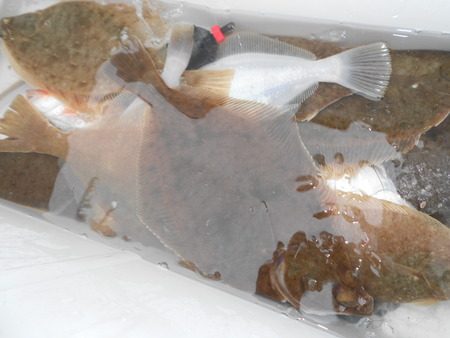 こうゆう丸 釣果