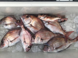 なかくに丸 釣果