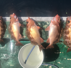 なかくに丸 釣果