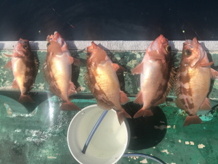 なかくに丸 釣果