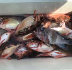 なかくに丸 釣果