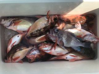 なかくに丸 釣果