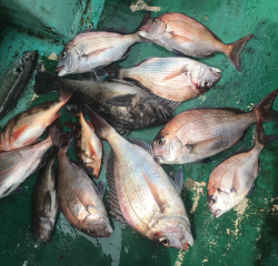 なかくに丸 釣果