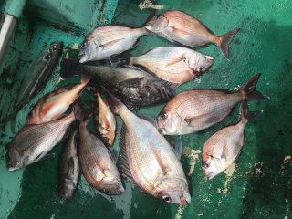 なかくに丸 釣果