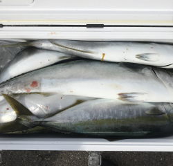 なかくに丸 釣果