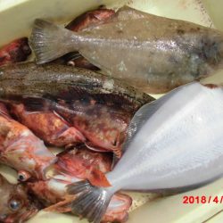 まとばや 釣果
