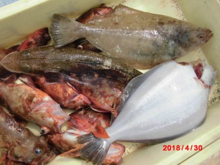 まとばや 釣果