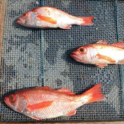 大進丸（愛知） 釣果