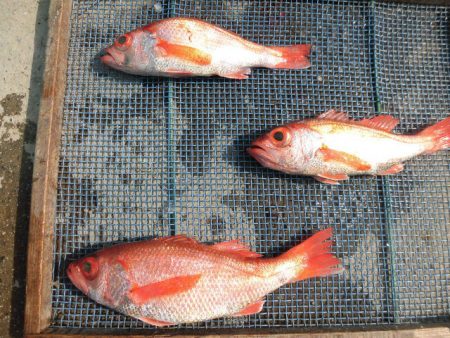 大進丸（愛知） 釣果