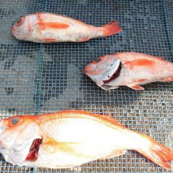 大進丸（愛知） 釣果