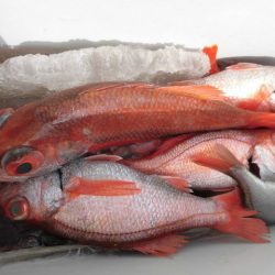 大進丸（愛知） 釣果