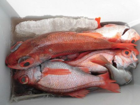 大進丸（愛知） 釣果