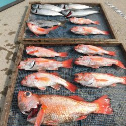 大進丸（愛知） 釣果