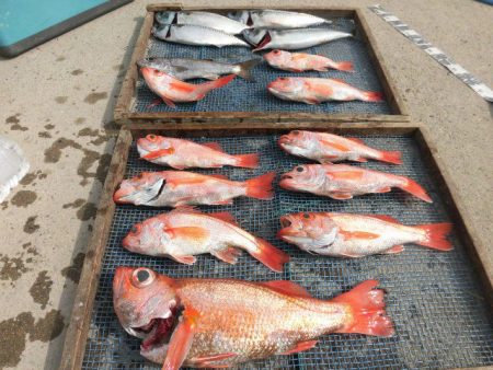 大進丸（愛知） 釣果