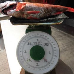 大進丸（愛知） 釣果