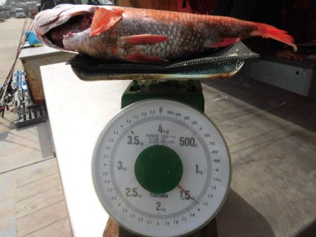 大進丸（愛知） 釣果