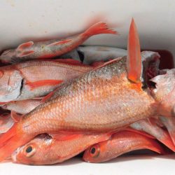 大進丸（愛知） 釣果