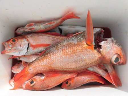 大進丸（愛知） 釣果