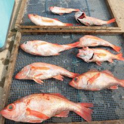 大進丸（愛知） 釣果