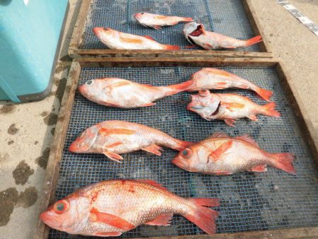 大進丸（愛知） 釣果