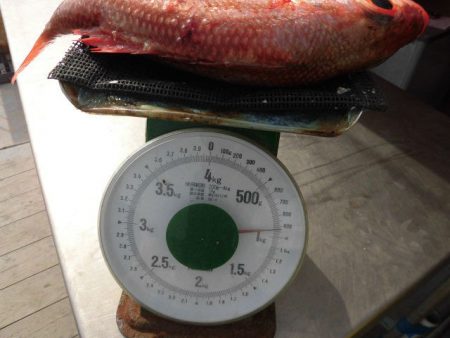 大進丸（愛知） 釣果