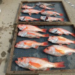 大進丸（愛知） 釣果