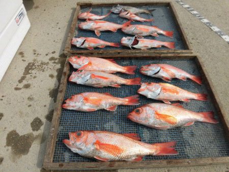 大進丸（愛知） 釣果