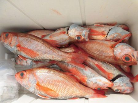 大進丸（愛知） 釣果