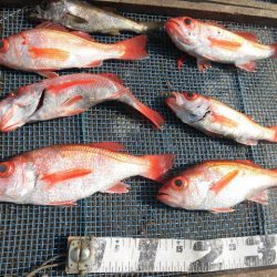 大進丸（愛知） 釣果