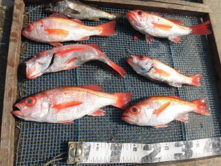 大進丸（愛知） 釣果