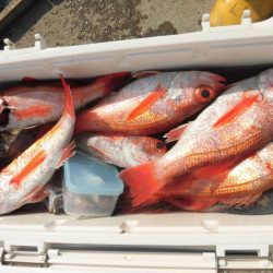 大進丸（愛知） 釣果