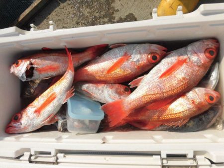 大進丸（愛知） 釣果