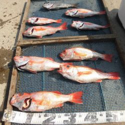 大進丸（愛知） 釣果