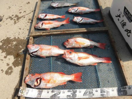 大進丸（愛知） 釣果