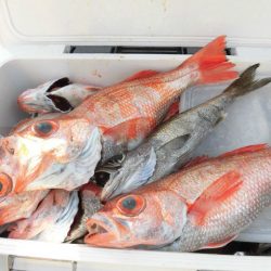 大進丸（愛知） 釣果